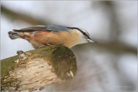 <p>BRHLÍK LESNÍ (Sitta europaea) /Eurasian nuthatch - Kleiber/</p>